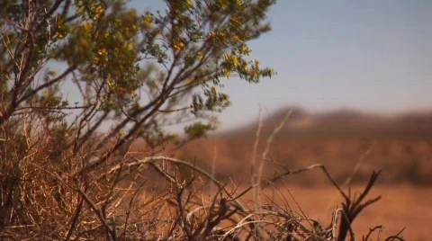 Desert Bush and view Stock Footage 595123