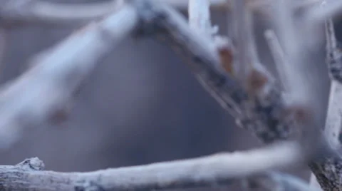 Desert bush branches macro texture 1 Stock Footage 34486005