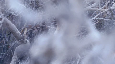 Desert bush branches macro texture 3 Stock Footage 34486503