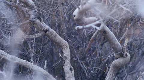 Desert bush branches macro texture 2 Stock Footage 34488255