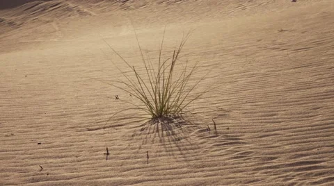 Desert Bush Stock Footage 56500788