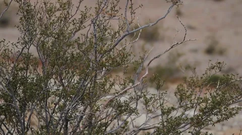 Desert Bush GlideTrack 2 動画素材 8343631