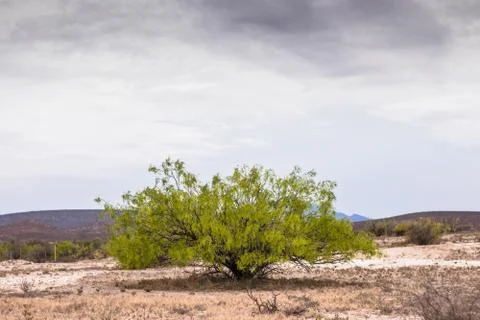 Desert bush Stock Photos