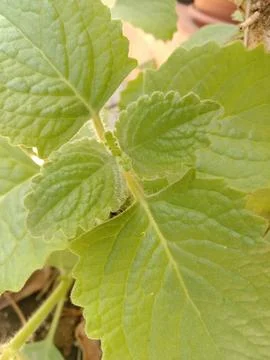 Desert Bush 库存照片