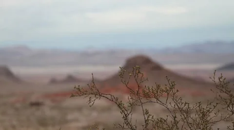 Desert Bush Rack Focus 動画素材 8343699