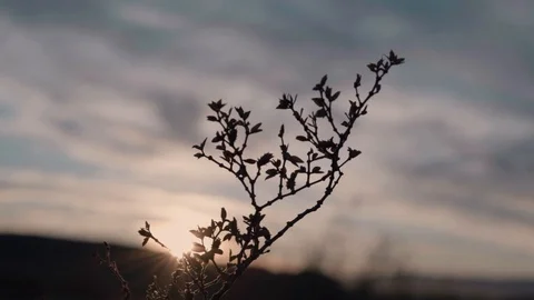 Desert bush in the wind, sunlight peaking through, flare Stock Footage 123003768