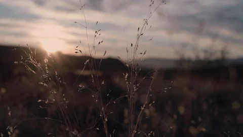 Desert bush in the wind, sunset shining through, tree branch Stock Footage 123003721