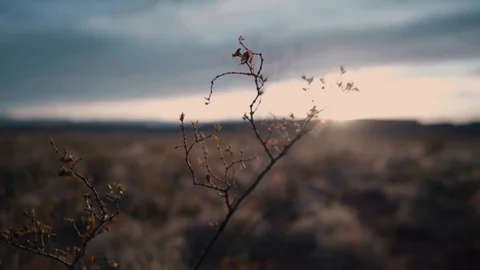Desert bush in the wind, sunset shining through Stock Footage 123003733