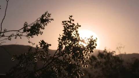 Desert bushes blowing in the wind in slow motion Stock Footage 77171507