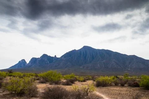 Desert with bushes landscape Stock Photos