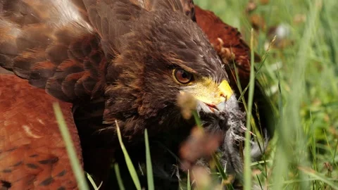 Desert Buzzard Eating Crow – 4K Super-Close-Up Cinematic Wildlife Stockbeeldmateriaal 320189406