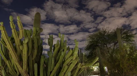 Desert Cacti Timelapse Vidéo 56092923