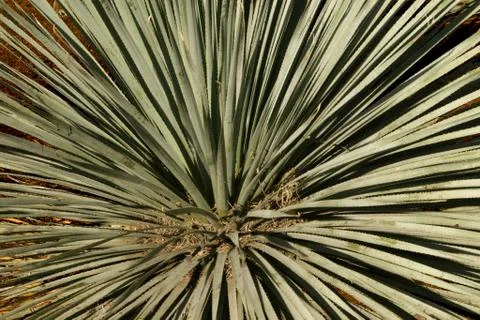 Desert cactus abstract Stock Photos