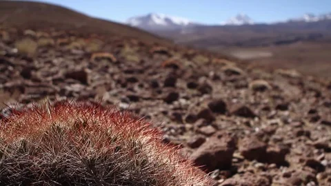 Desert cactus and mountains Stock Footage 77045060