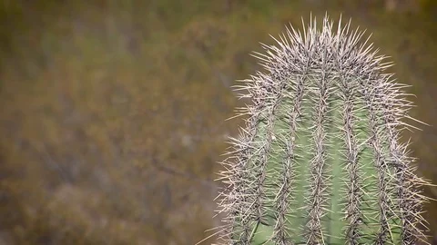 Desert cactus in Arizona - close up Stock Footage 82912816