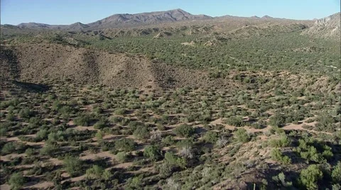 Desert Cactus Arizona Stock Footage 40688468