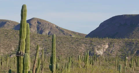 Desert Cactus, Baja California Sur 스톡 동영상 135878853