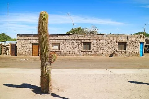 Desert Cactus beside Rustic Stone Houses in Toconao, San Pedro de Atacama, Chile Stock Photos
