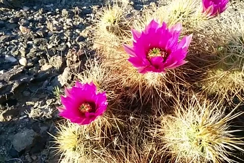 Desert Cactus in Bloom Stock Footage 168911185