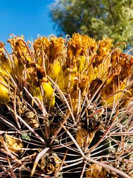 Desert cactus blooms Stock Photos
