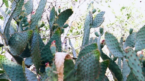 Desert Cactus Blowing in the Wind Stock Footage 90640888