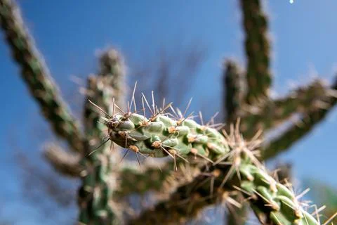 Desert Cactus with Branches and Sharp Thorns in the Spring Day Stock Photos