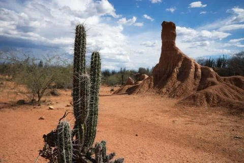 Desert cactus closeup Stock Photos