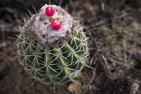 Desert cactus closeup Stock Photos