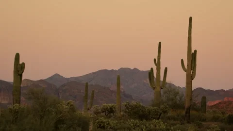 Desert cactus at dusk Stock Footage 273726241