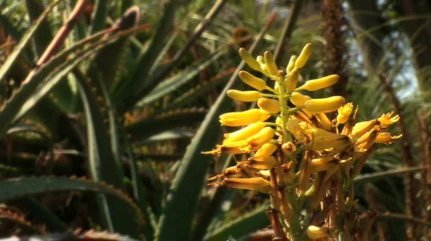 Desert Cactus Flower- Beautiful spring cactus flower 動画素材 107800