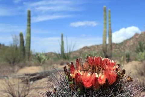 Desert Cactus Flower Bloom Stock Photos