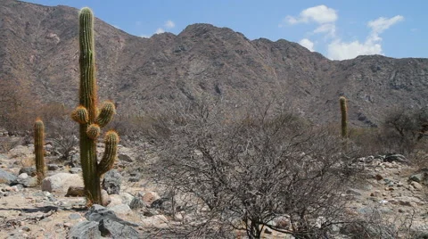 Desert with Cactus 库存影片 886897