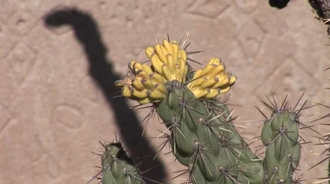 Desert Cactus Vídeo Stock 50769504