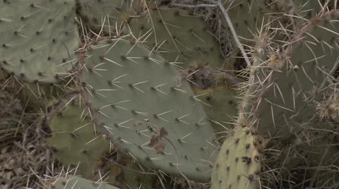 Desert Cactus Stock Footage 65057644