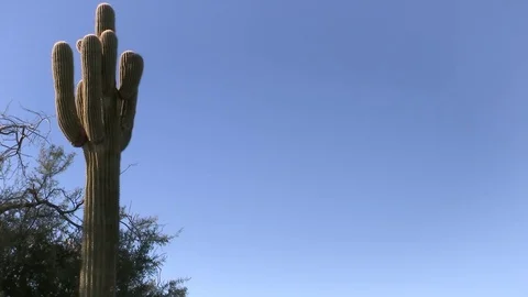 Desert cactus framed left Stock Footage 82912744