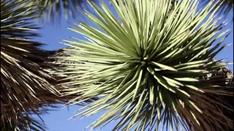 Desert Cactus Joshua Tree Up Close Stock Footage 50614558