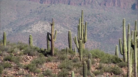 Desert Cactus Mountains Stock Footage 40685268