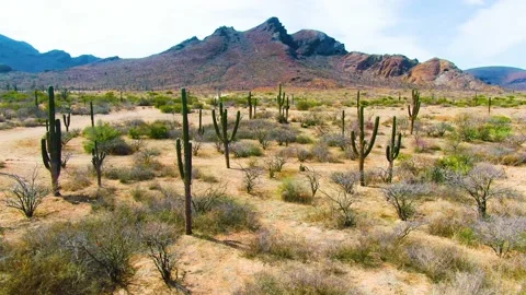Desert cactus mountains Stock Footage 153399675