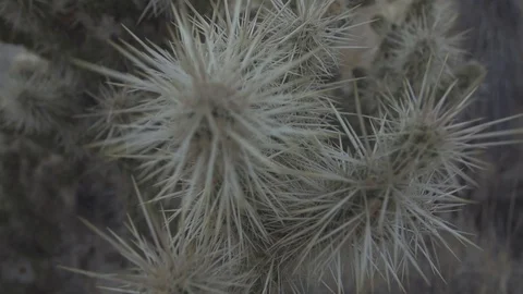 Desert Cactus Needles Close Up Slow Motion 스톡 동영상 98457888