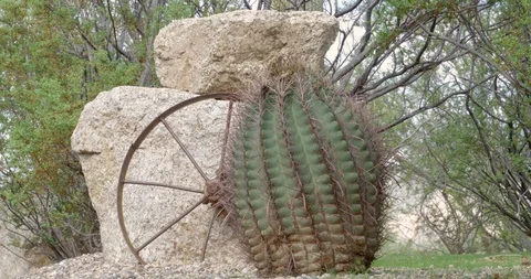 Desert cactus with an old wagon wheel Stock Footage 101071551