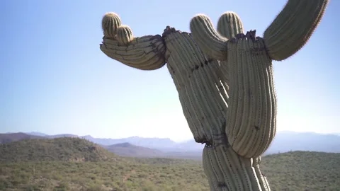 Desert Cactus Pan Stock Footage 151807654