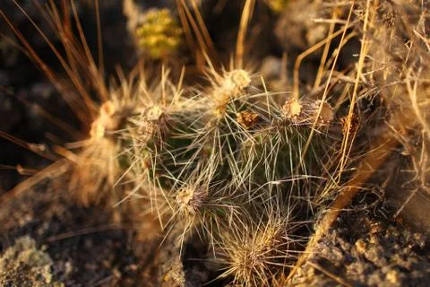 Desert Cactus Stock Photos