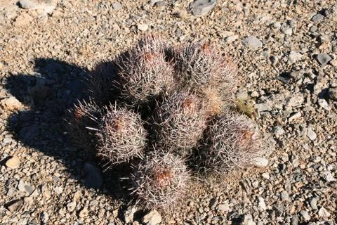 Desert cactus Foto stock