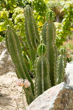 Desert Cactus Stock Photos