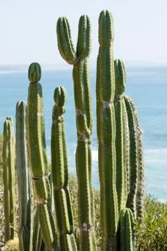 Desert Cactus Foto stock