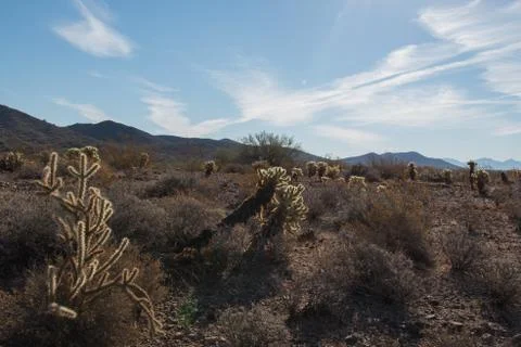 Desert Cactus Stock Photos