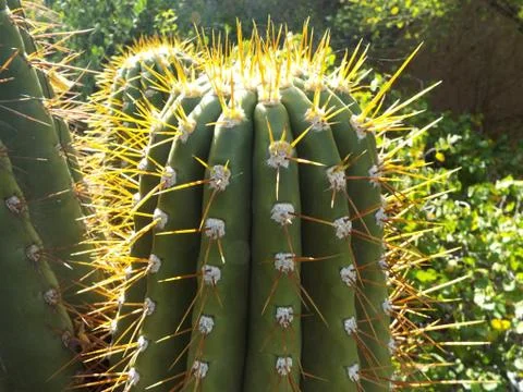 Desert Cactus Stock Photos