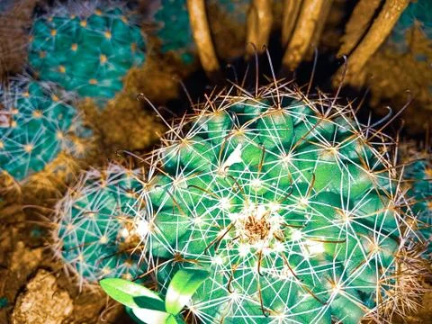 Desert Cactus in the pot Stock Photos