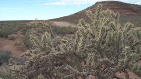 Desert Cactus with a road in the background Video stock 106411511