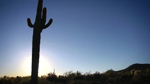Desert Cactus Silhouette Sunset Background Video stock 32492554